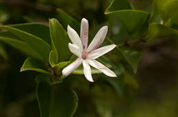 Image of Common wild jasmin