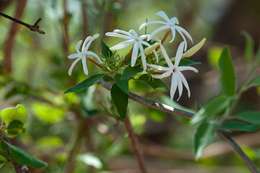 Image of Jasminum stenolobum Rolfe