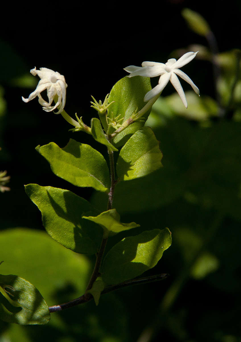 Image of Jasminum streptopus E. Mey.