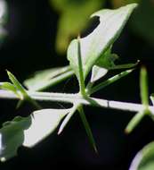 Image of mustard-tree family