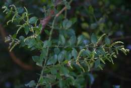 Image of mustard-tree family