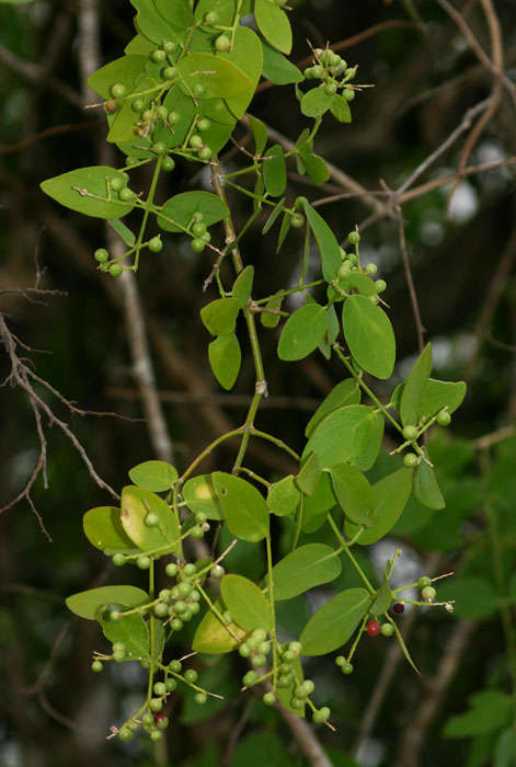 Image of Mustard-tree