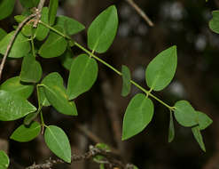 Image of Mustard-tree