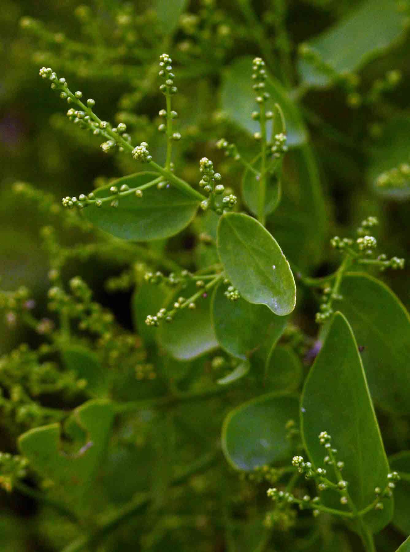 Image of Mustard-tree