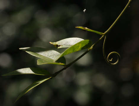 Image of Climbing bitterberry