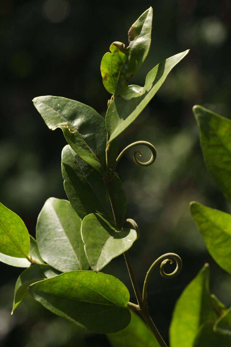 Image of Climbing bitterberry