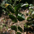 Image of Climbing bitterberry