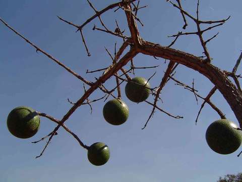 Plancia ëd Strychnos cocculoides Baker