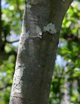 Image of Hairy-leaved monkey-orange