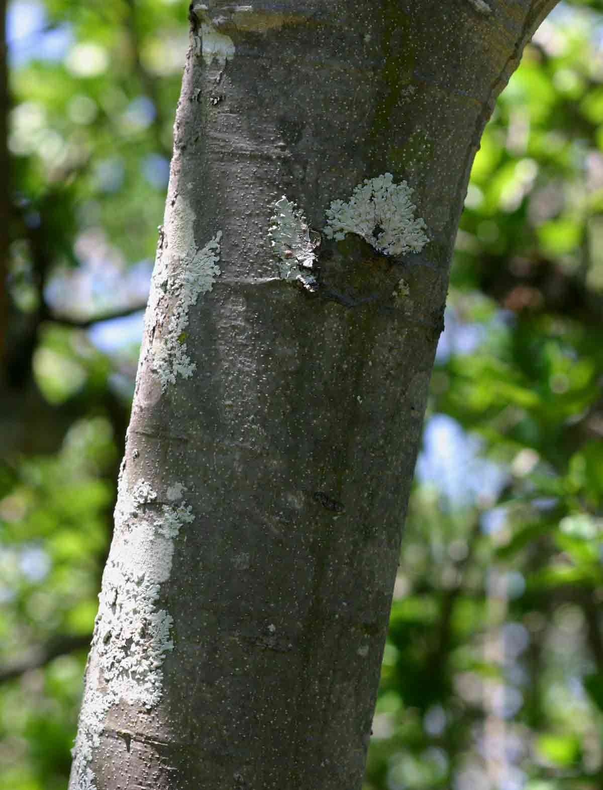 Plancia ëd Strychnos madagascariensis Poir.