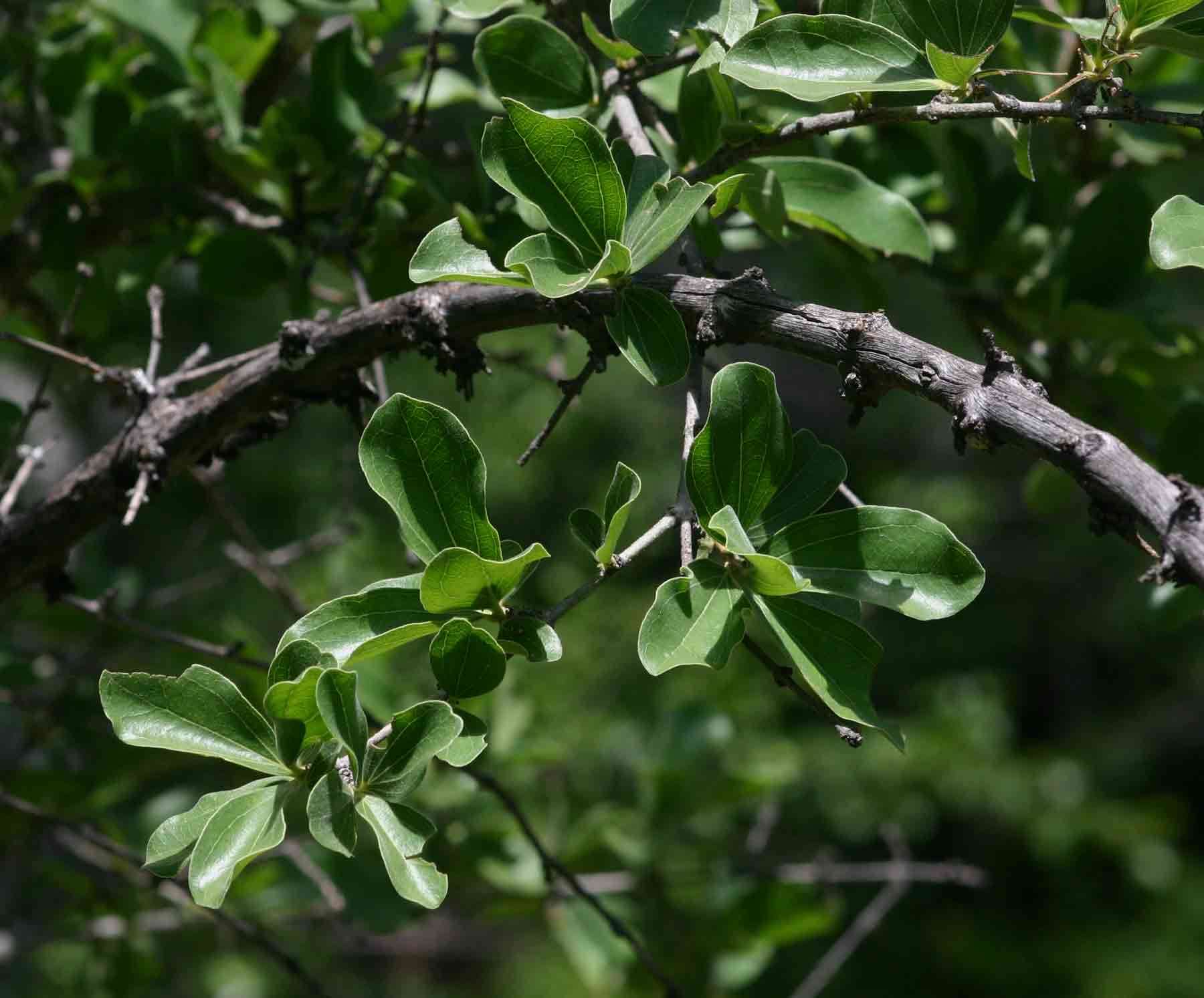 Plancia ëd Strychnos madagascariensis Poir.