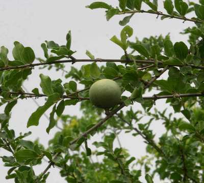 Image of Hairy-leaved monkey-orange