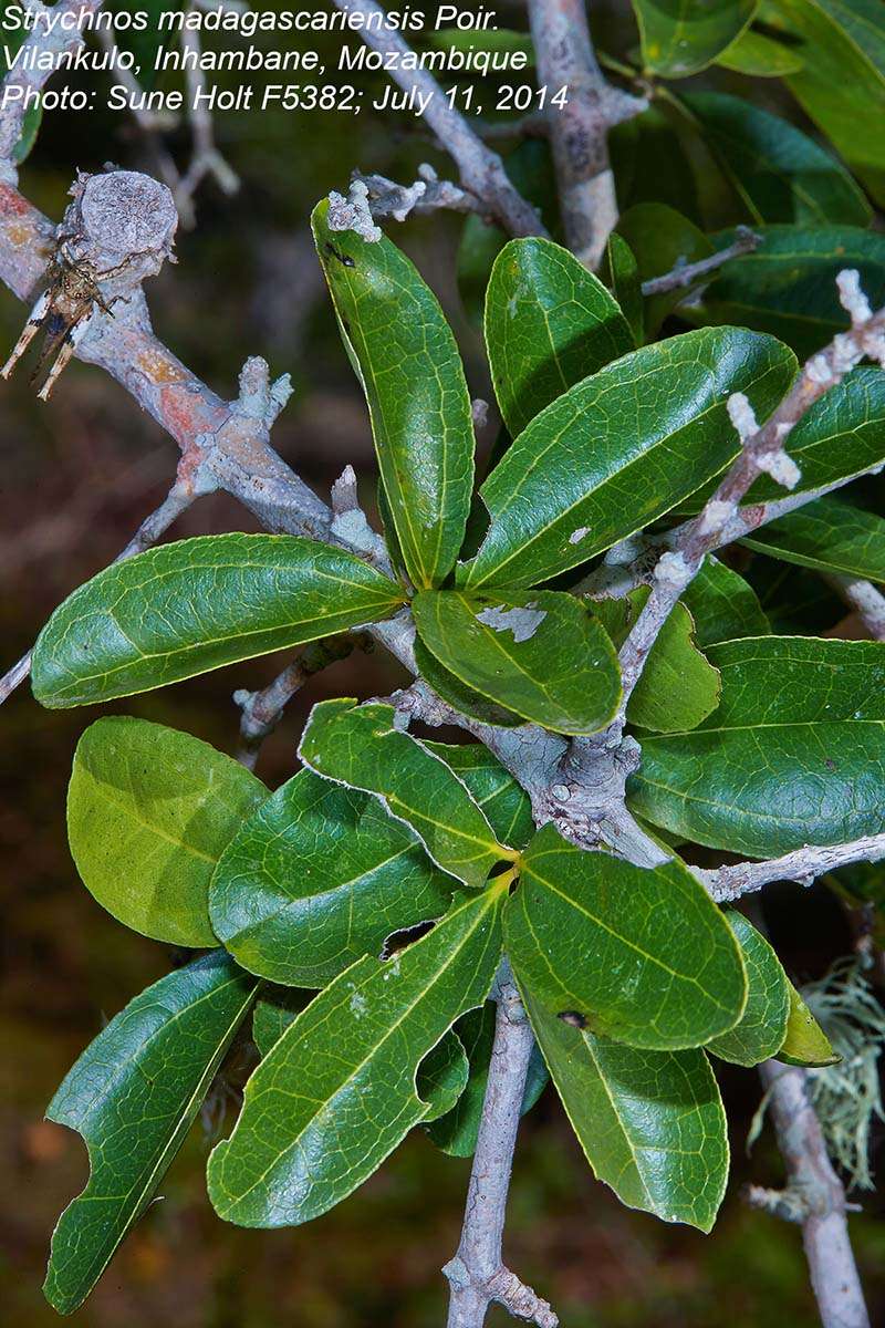 Plancia ëd Strychnos madagascariensis Poir.