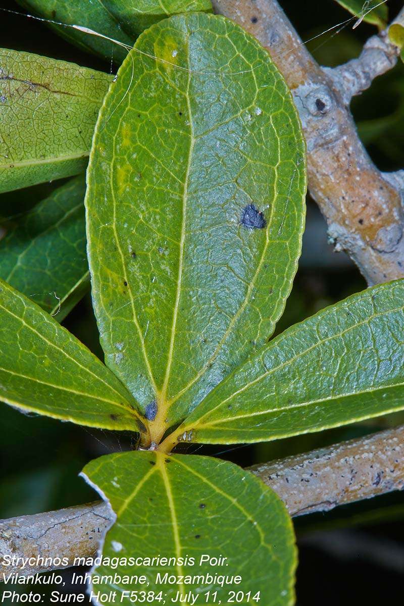 Plancia ëd Strychnos madagascariensis Poir.