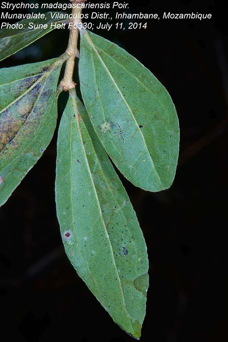 Plancia ëd Strychnos madagascariensis Poir.