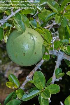 Image of Hairy-leaved monkey-orange