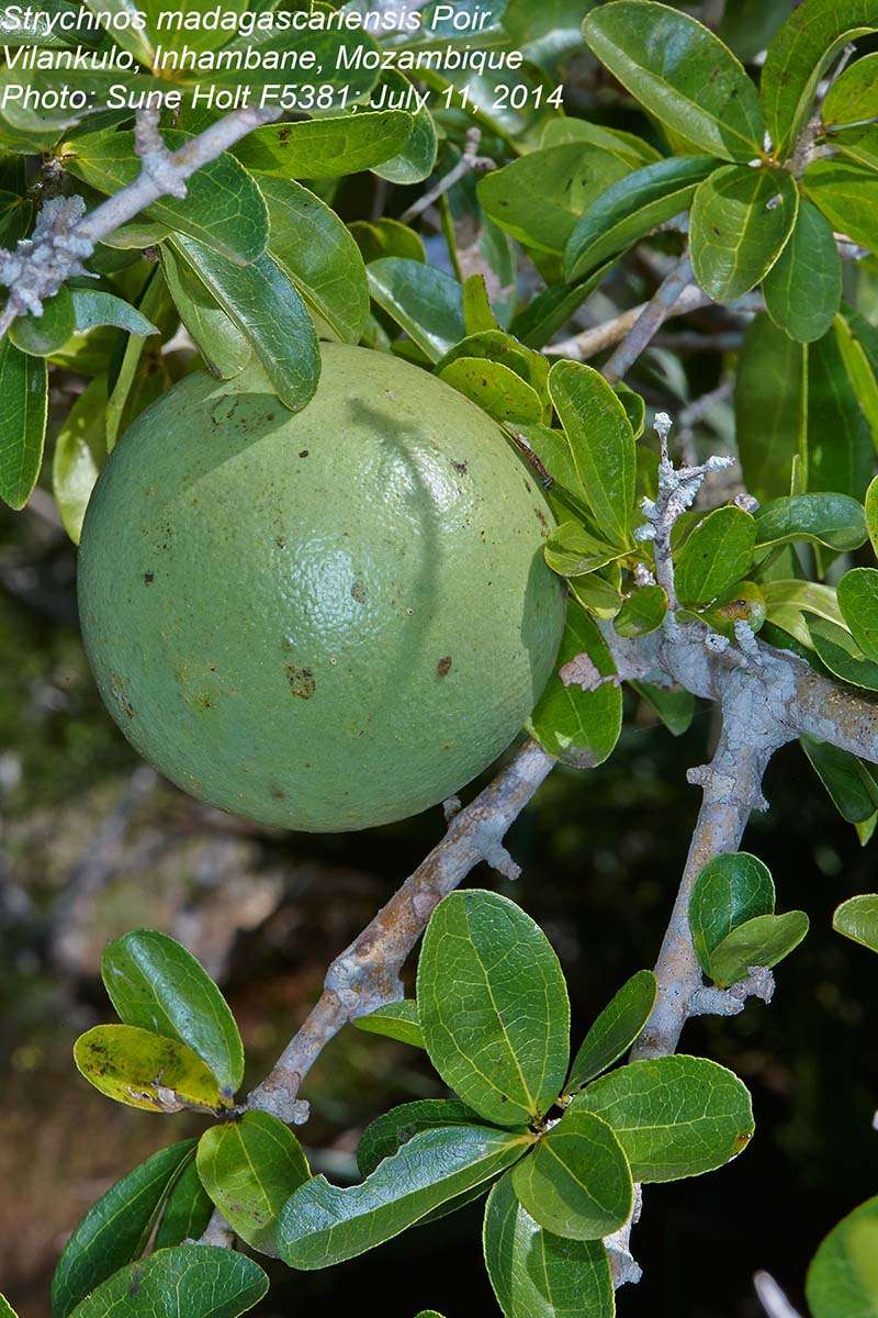 Plancia ëd Strychnos madagascariensis Poir.