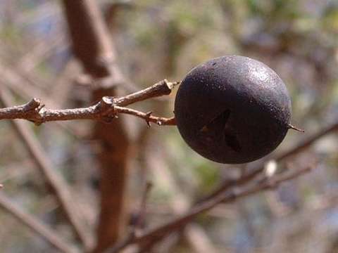 Plancia ëd Strychnos potatorum L. fil.