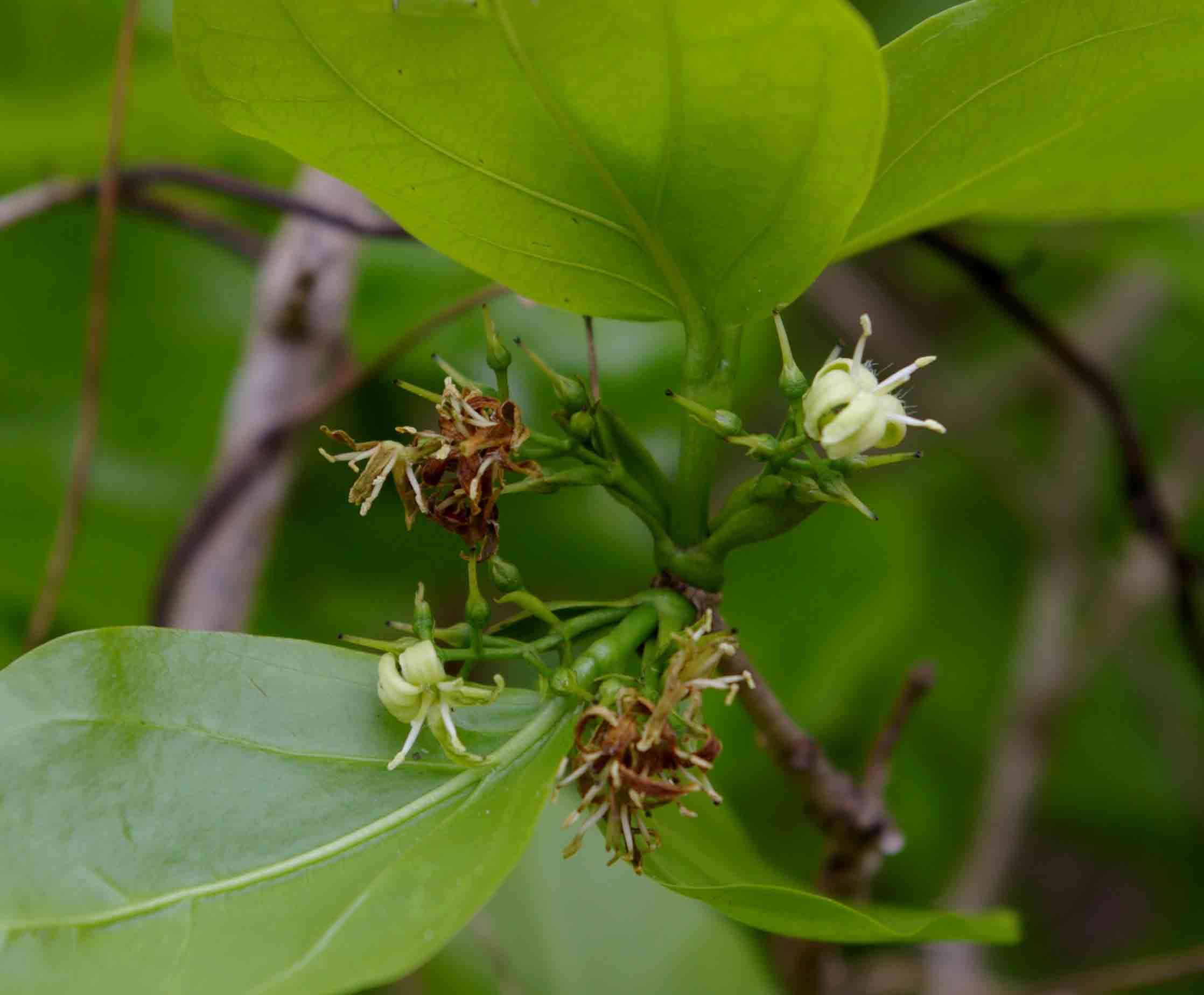 Image of Black bitterberry