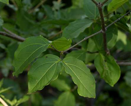 Plancia ëd Strychnos potatorum L. fil.