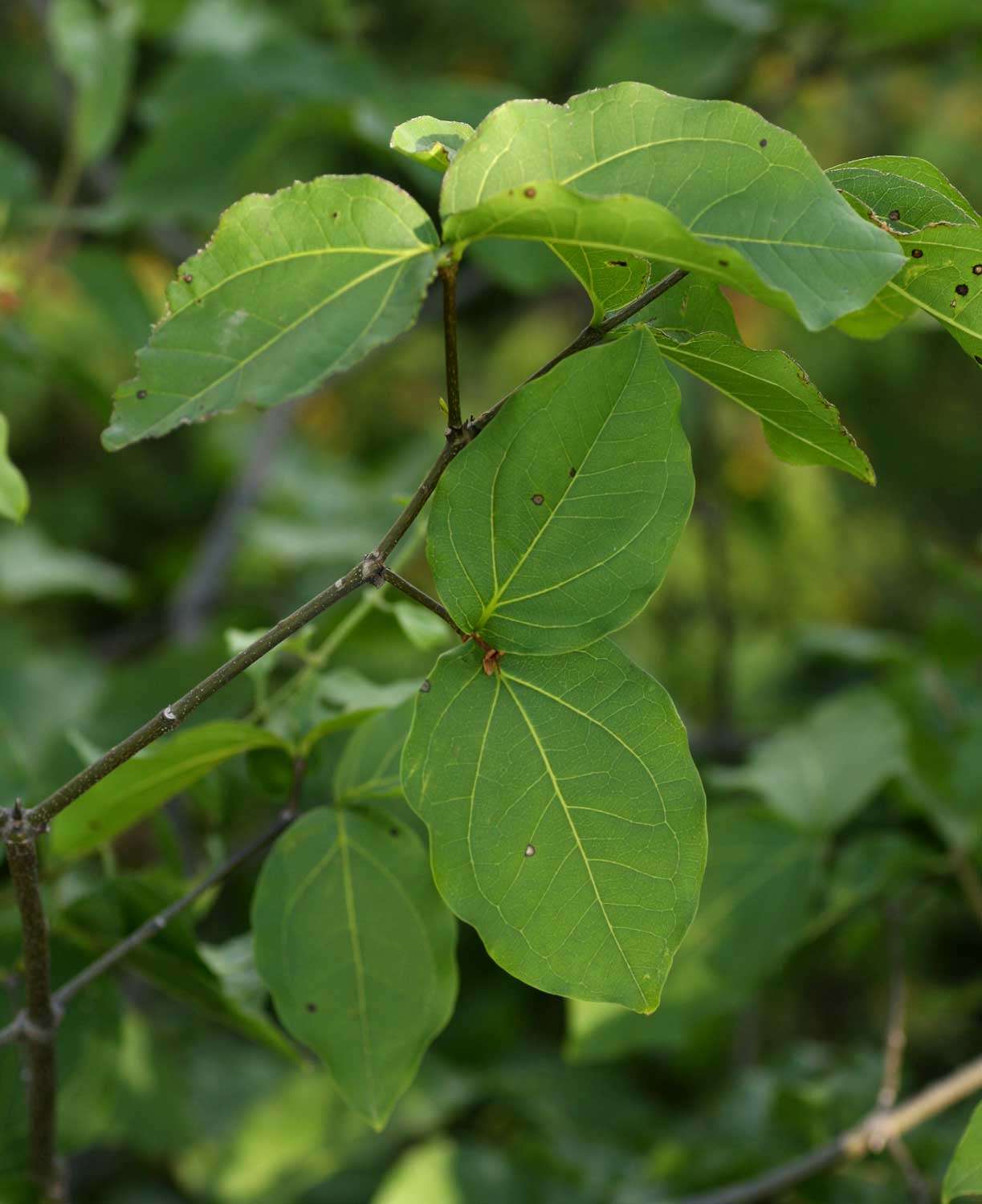 Image of Black bitterberry