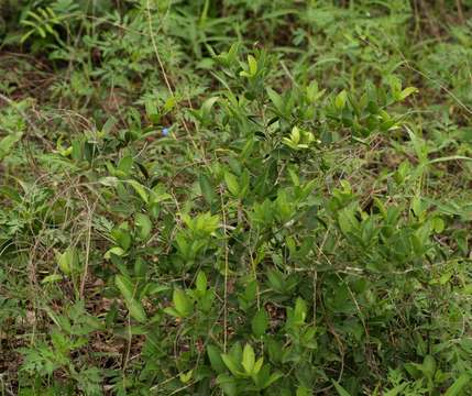 Image of Spiny-leaved monkey-orange