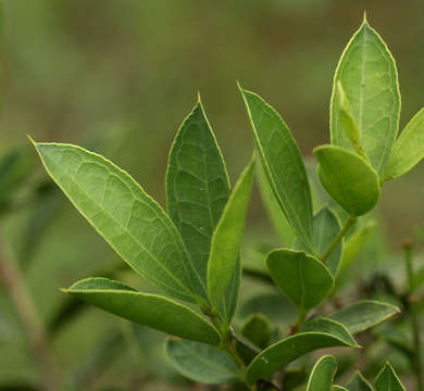 Image of Spiny-leaved monkey-orange