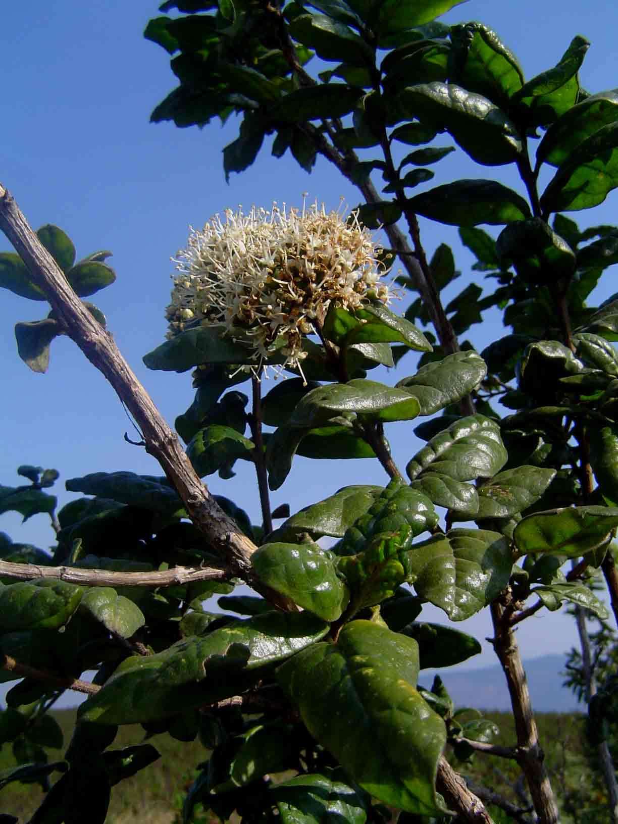 Stilbaceae (rights holder: Mark Hyde, Bart Wursten and Petra Ballings)