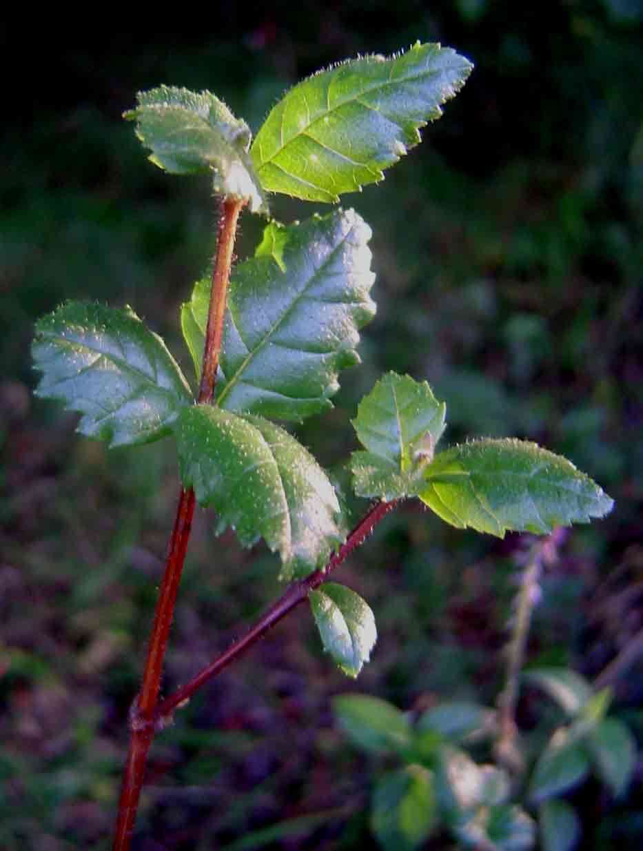 Image of Wild elder