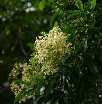 Image of Wild elder