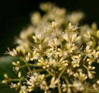 Image of Wild elder