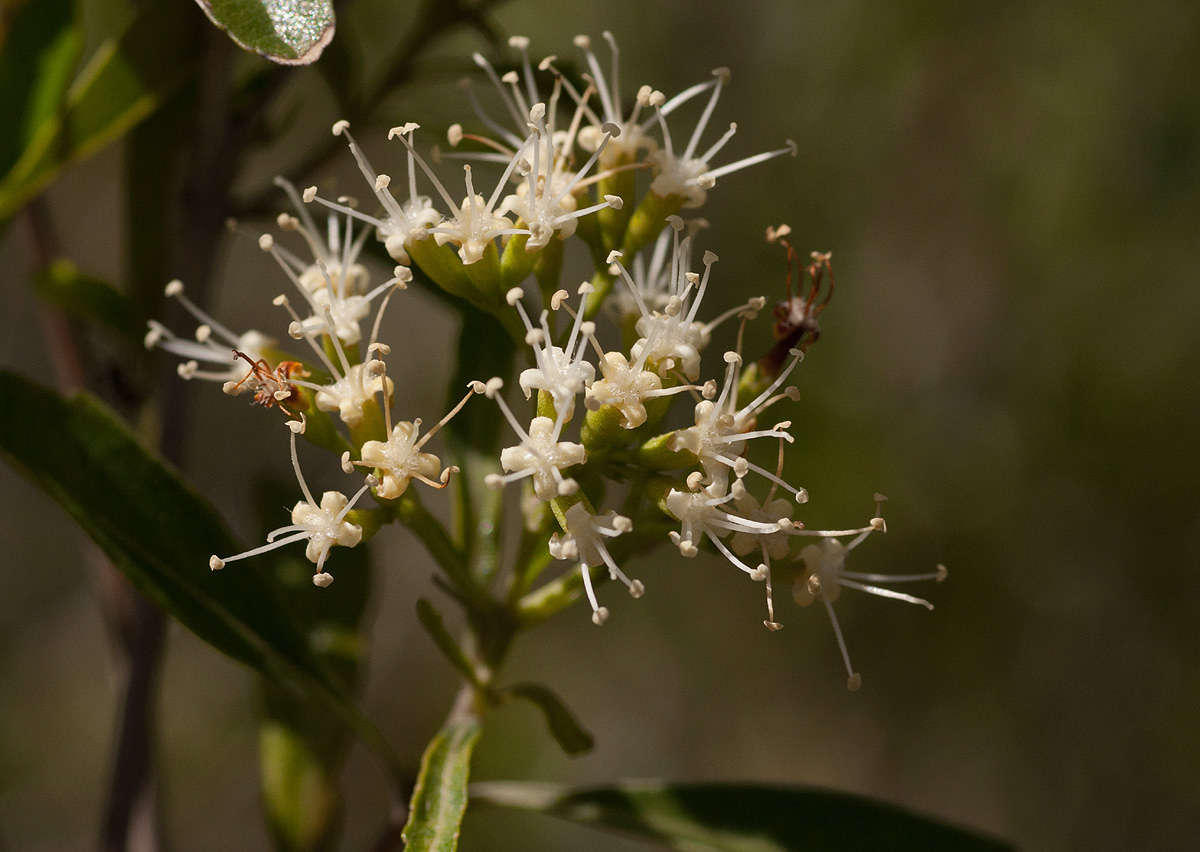 Слика од Nuxia oppositifolia (Hochst.) Benth.