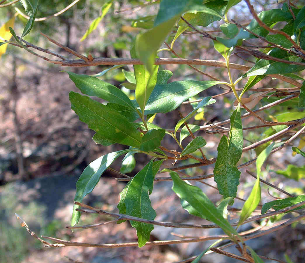 Слика од Nuxia oppositifolia (Hochst.) Benth.