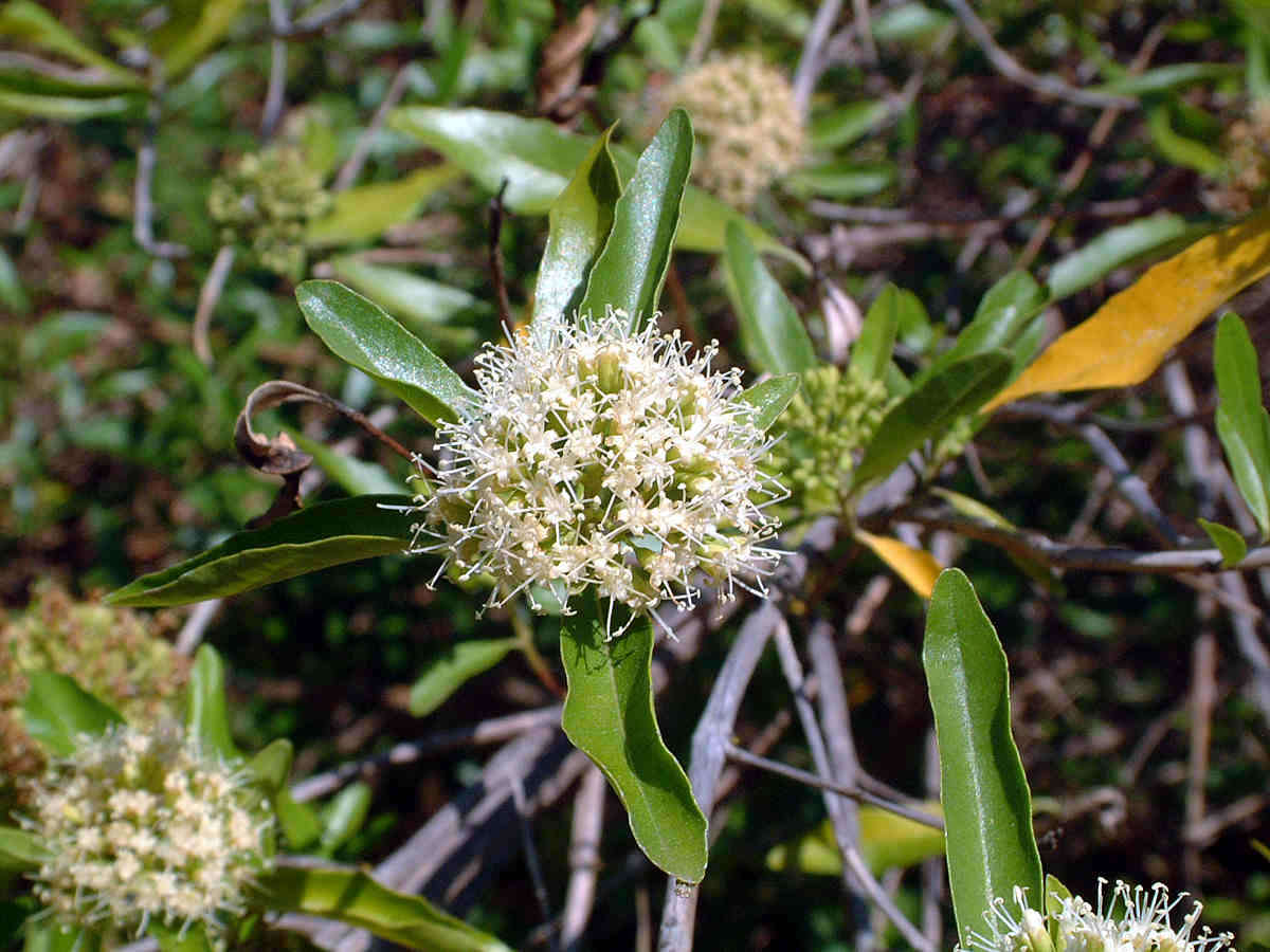 Слика од Nuxia oppositifolia (Hochst.) Benth.