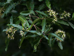 Слика од Nuxia oppositifolia (Hochst.) Benth.