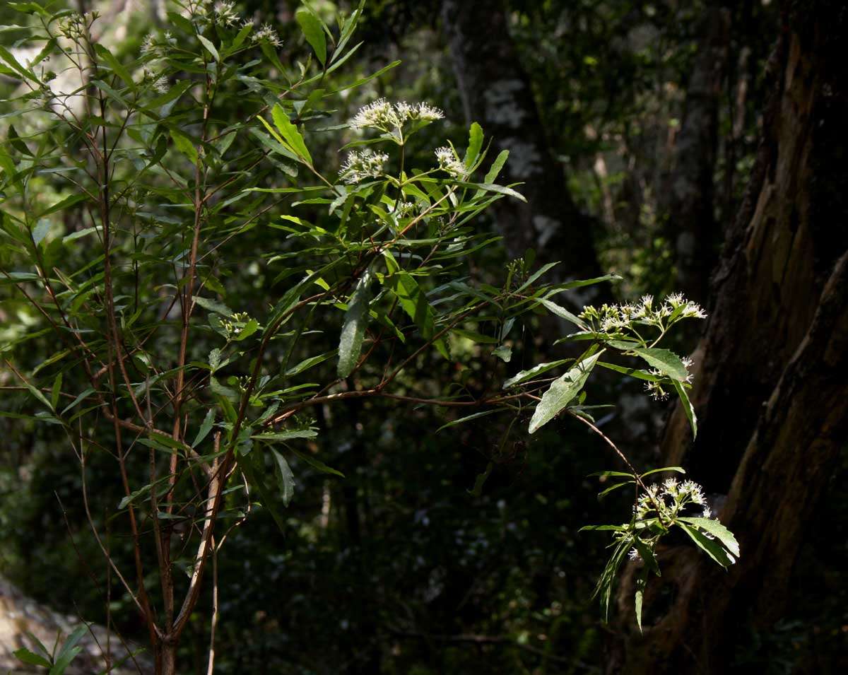 Слика од Nuxia oppositifolia (Hochst.) Benth.