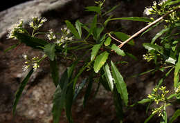 Слика од Nuxia oppositifolia (Hochst.) Benth.