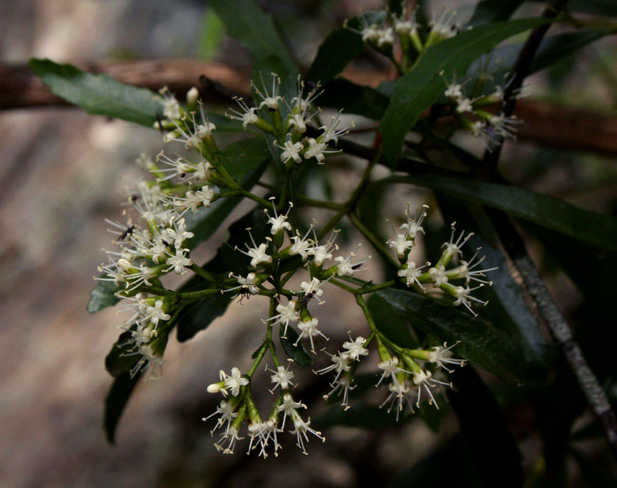 Слика од Nuxia oppositifolia (Hochst.) Benth.