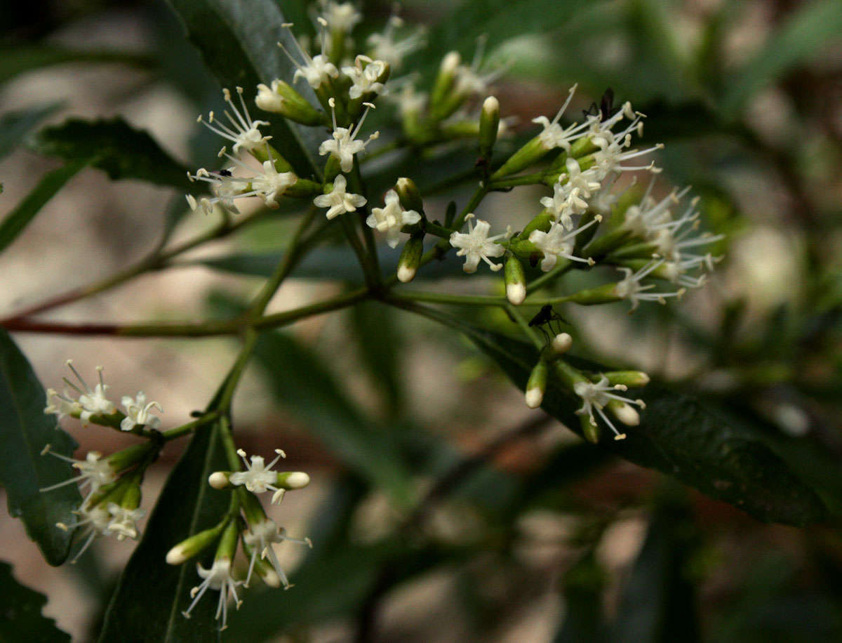 Слика од Nuxia oppositifolia (Hochst.) Benth.