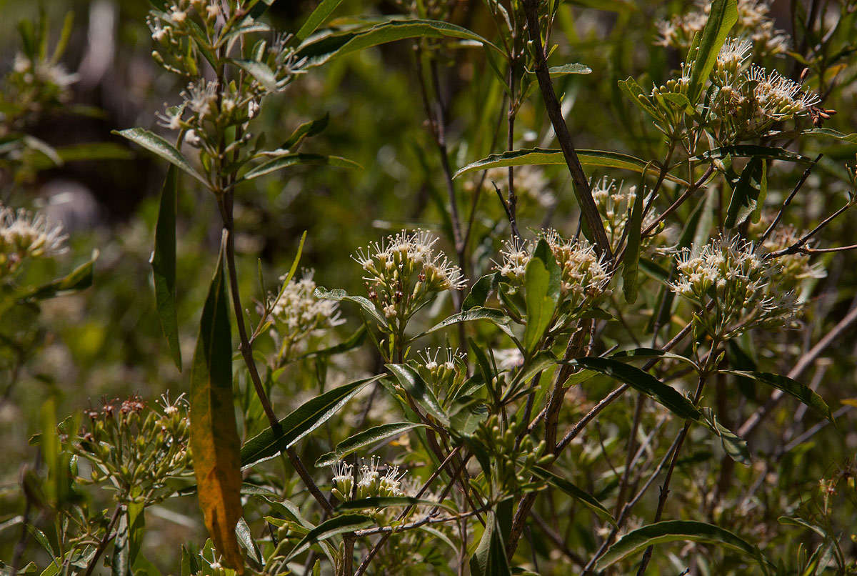 Слика од Nuxia oppositifolia (Hochst.) Benth.