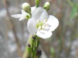 Image of Buddleja virgata L. fil.