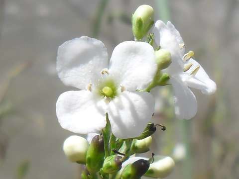 Image of Buddleja virgata L. fil.