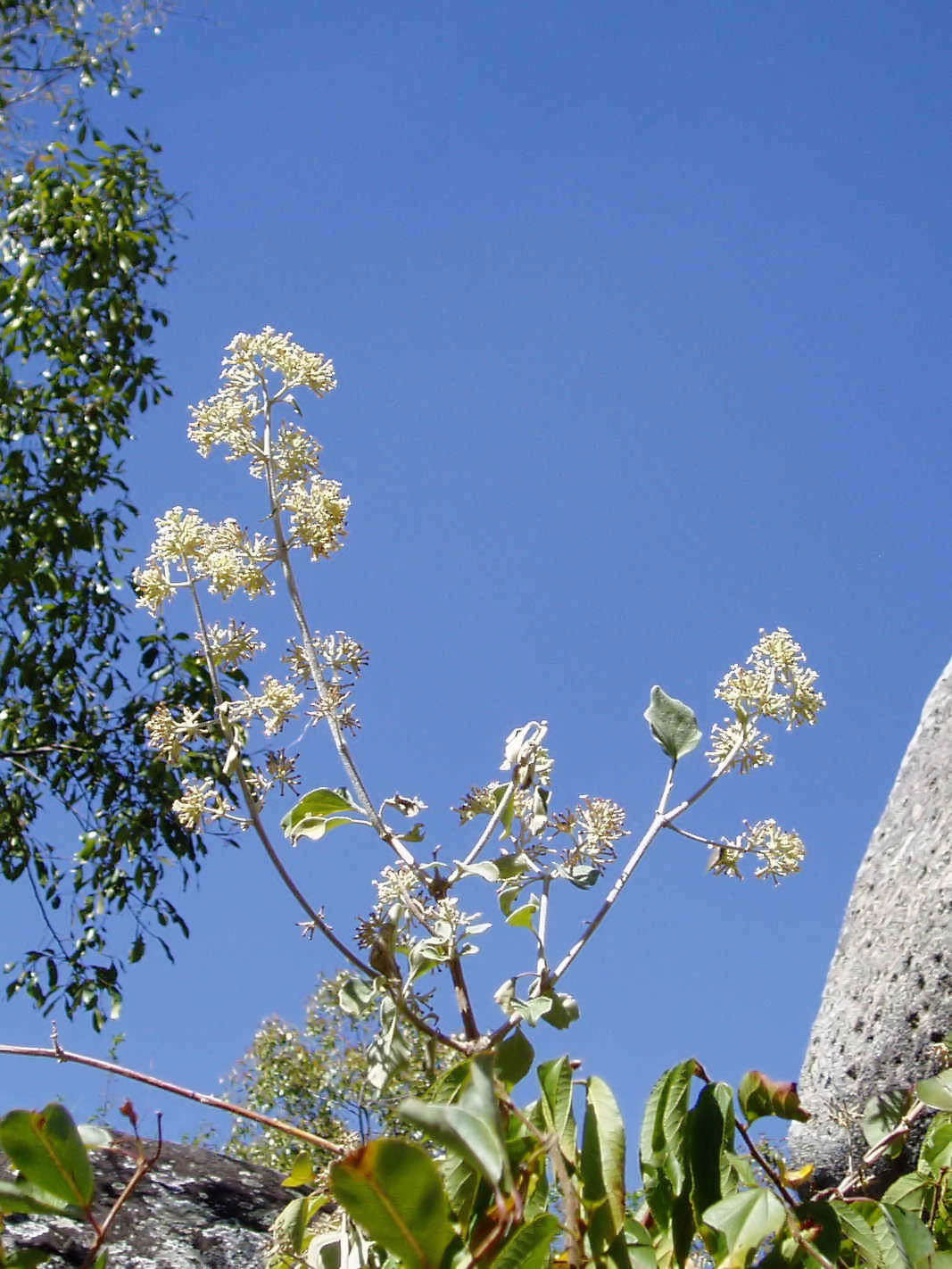 Image of Climbing buddleja