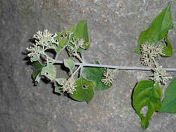 Image of Climbing buddleja