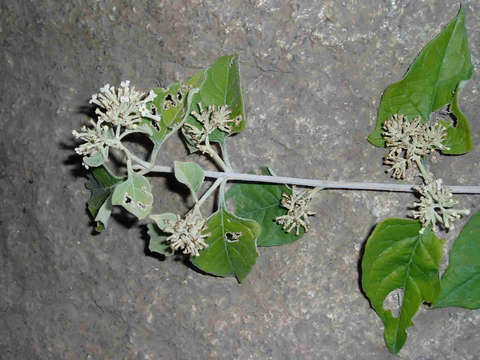 Image of Butterfly Bush