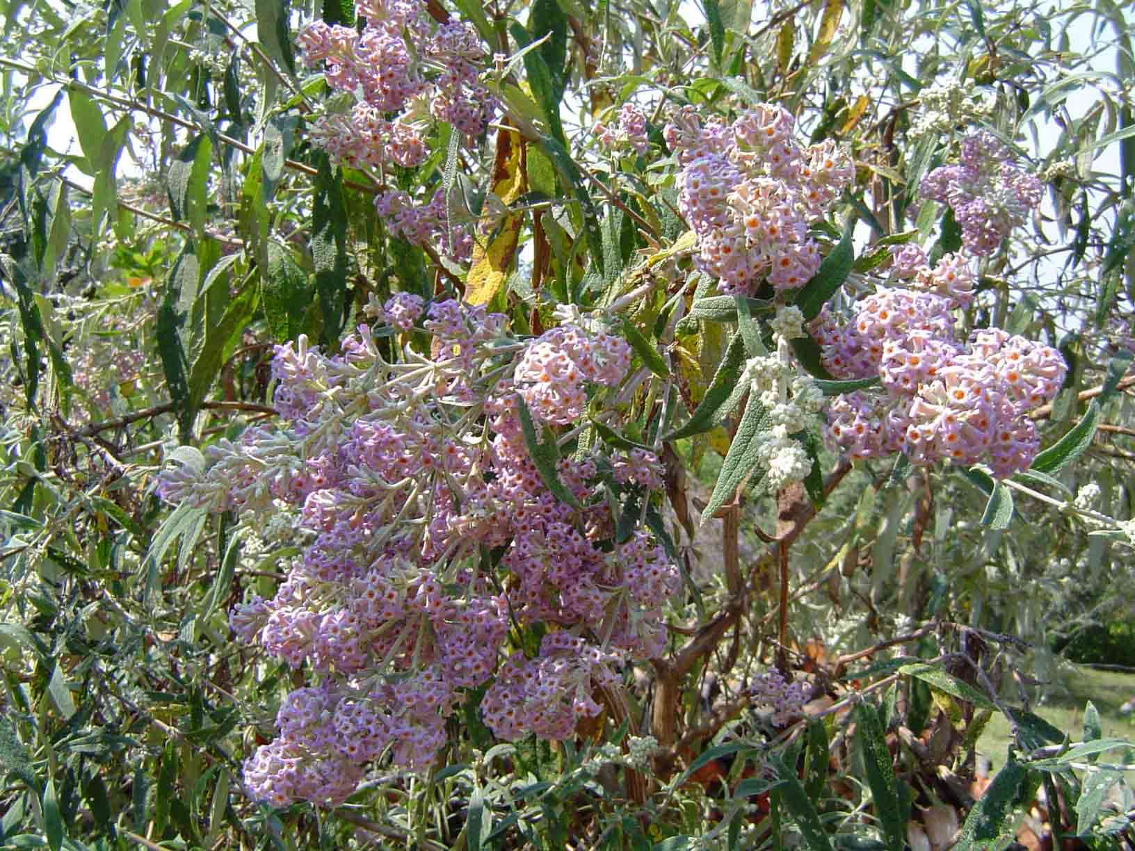 Image of Butterfly Bush