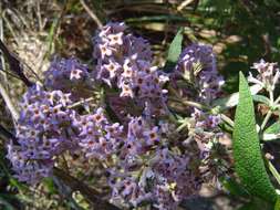 Image of Butterfly Bush