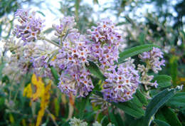 Image of Butterfly Bush