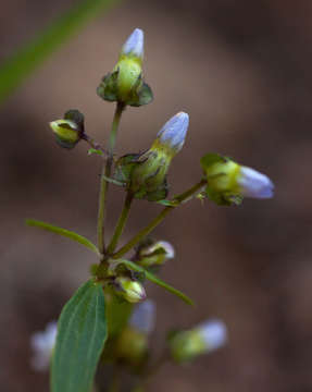 Image of Exacum