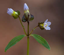 Image of Exacum